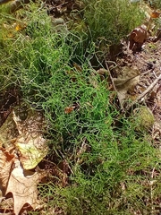 Equisetum scirpoides