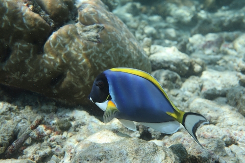Powder Blue Tang — seen at this dive site