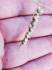 Eragrostis echinochloidea