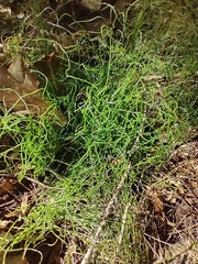 Equisetum scirpoides