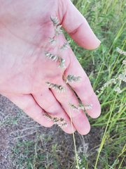 Eragrostis echinochloidea