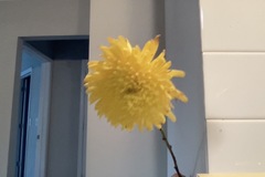 Sonchus arvensis