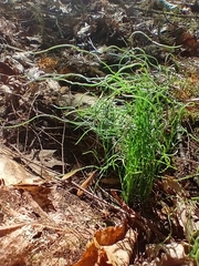 Equisetum scirpoides