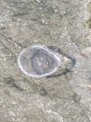 Aequorea forskalea