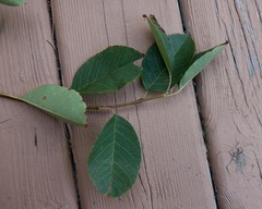 Amelanchier canadensis
