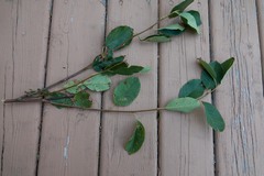 Amelanchier canadensis