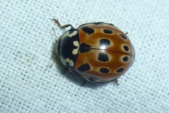 Anatis ocellata
