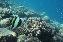 Zanclus cornutus