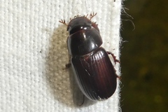 Acrossus rufipes