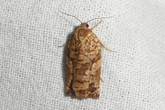 Archips oporana