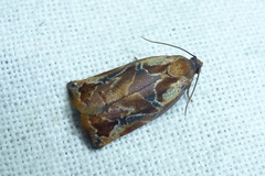 Archips oporana