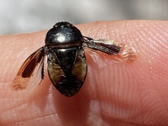 Macroscytus