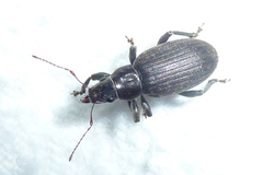 Brachyderes incanus