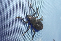 Brachyderes incanus
