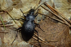Carabus hortensis