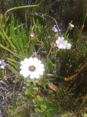 Dimorphotheca pluvialis