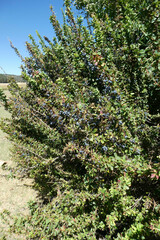 Berberis vulgaris seroi