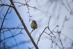 Acanthiza reguloides