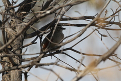 Tchagra australis