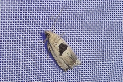 Epinotia ramella