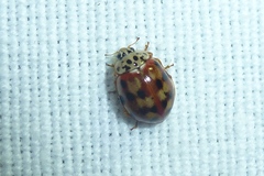 Harmonia quadripunctata