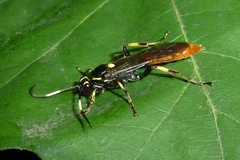 Ichneumon