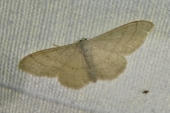 Idaea straminata