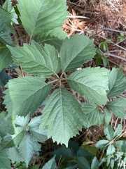 Parthenocissus quinquefolia