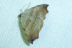 Laspeyria flexula