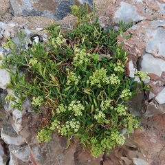 Crithmum maritimum