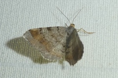 Macaria liturata
