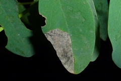 Macrosaccus robiniella