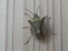 Carpocoris fuscispinus