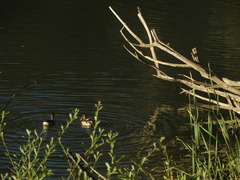 Alcedo atthis ispida