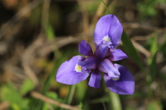 Moraea sisyrinchium