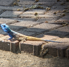 Acanthocercus atricollis