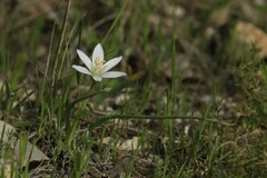 Ornithogalum