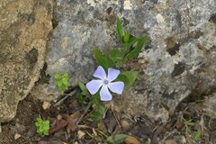 Vinca difformis