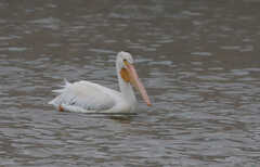 Pelecanus erythrorhynchos