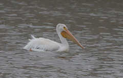 Pelecanus erythrorhynchos