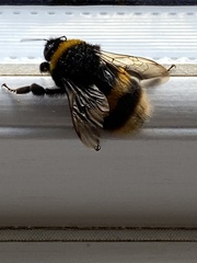 Bombus terrestris audax