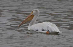 Pelecanus erythrorhynchos