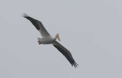 Pelecanus erythrorhynchos