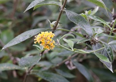 Buddleja