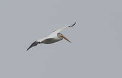 Pelecanus erythrorhynchos