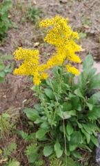Solidago nemoralis