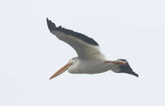 Pelecanus erythrorhynchos