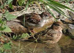Emberiza calandra