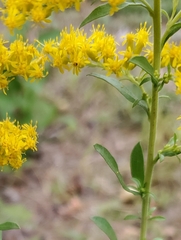 Solidago nemoralis