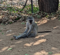 Chlorocebus pygerythrus pygerythrus